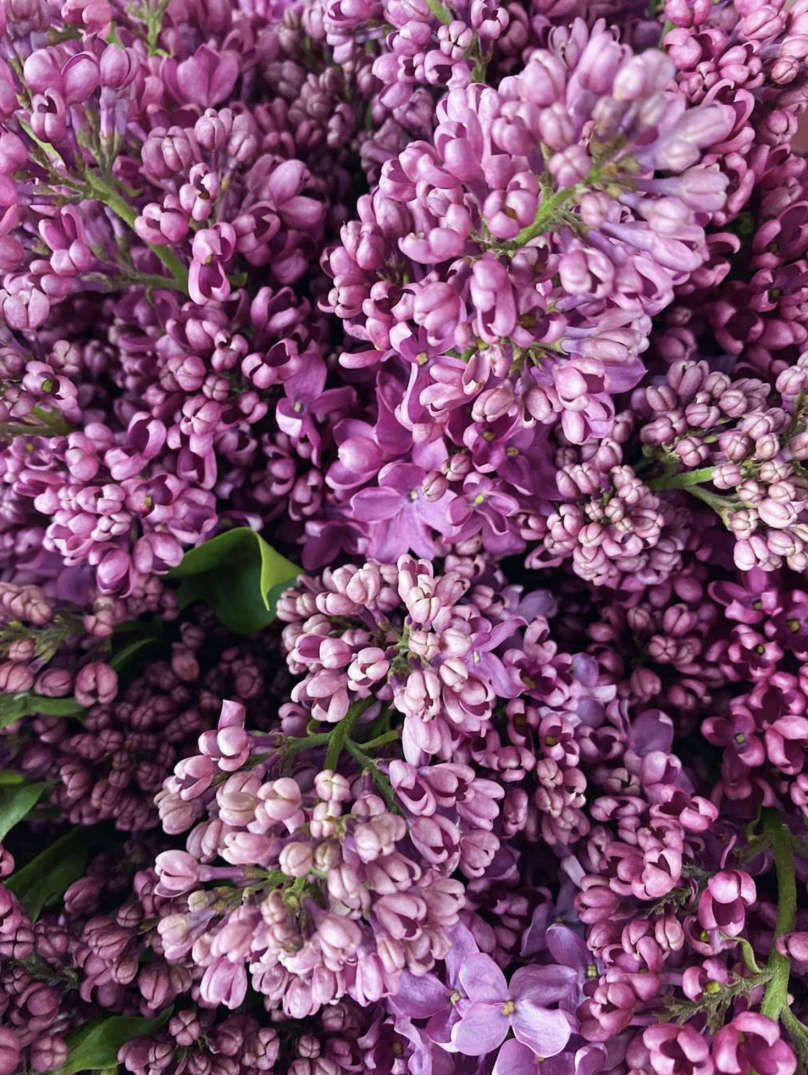 Lilac Cosmos — Choose Your Size: M, L & XL - Image 6